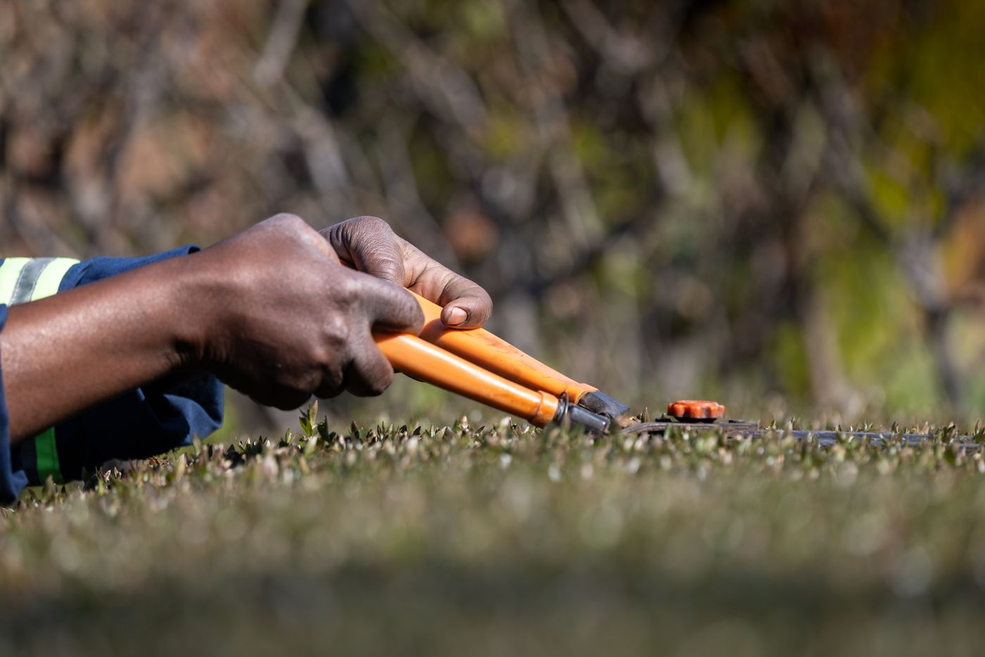 Heckenschnitt mit einer Gartenschere – Symbolfoto